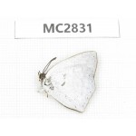 Curetis sp. China, Jiangsu, Nanjing.1M. MC2831.