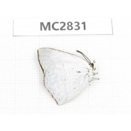 Curetis sp. China, Jiangsu, Nanjing.1M. MC2831.