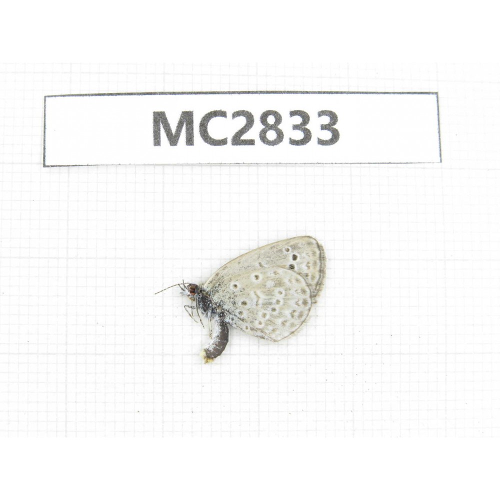 Zizeeria maha. China, Jiangsu, Nanjing.1M. MC2833.