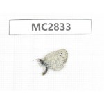 Zizeeria maha. China, Jiangsu, Nanjing.1M. MC2833.