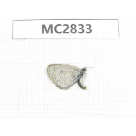 Zizeeria maha. China, Jiangsu, Nanjing.1M. MC2833.