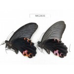 Papilio protenor ssp. China, Guizhou, Qiandongnan area, Rongjiang county. 1P. MC2835.