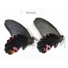 Papilio protenor ssp. China, Guizhou, Qiandongnan area, Rongjiang county. 1P. MC2835.