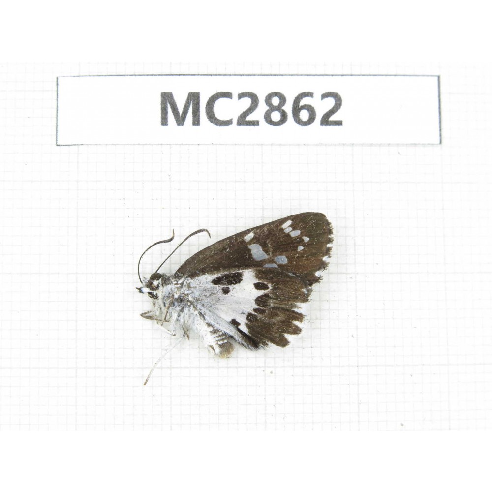 Daimio rethys. China,  Guizhou, Qiandongnan area, Rongjiang county. 1M. MC2862.