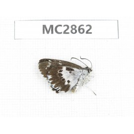 Daimio rethys. China,  Guizhou, Qiandongnan area, Rongjiang county. 1M. MC2862.