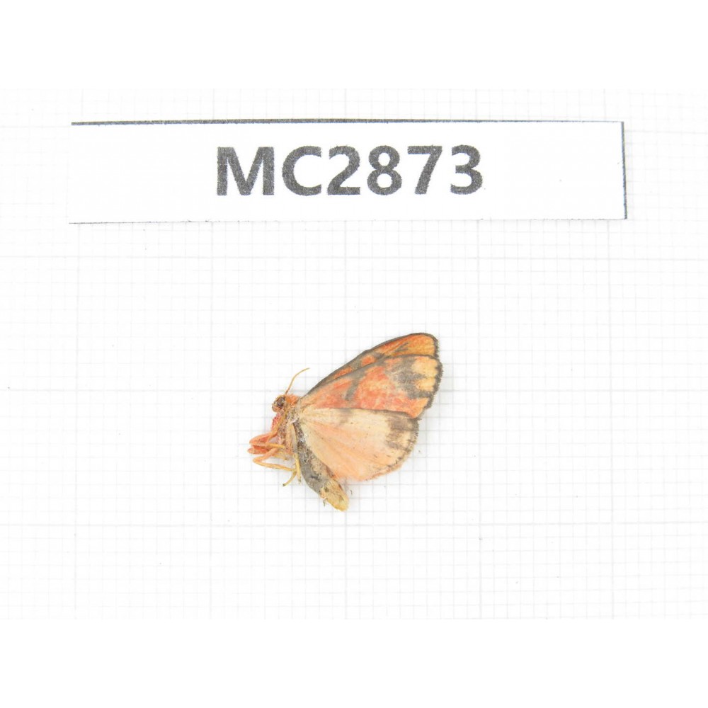 Moths sp. China, Guizhou, Qiandongnan area, Rongjiang county. 1Pcs. MC2873.