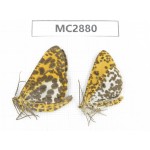 Geometridae sp. China,  Guizhou, Qiandongnan area, Rongjiang county. 2Pcs. MC2880.
