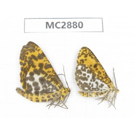 Geometridae sp. China,  Guizhou, Qiandongnan area, Rongjiang county. 2Pcs. MC2880.