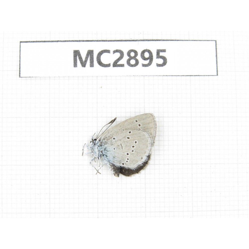 Glaucopsyche lycormas. China, Qinghai, Haidong, Hualong county. 1M. MC2895.