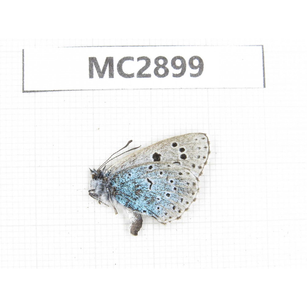 Maculinea arion. China, Qinghai, Haidong, Hualong county. 1M. MC2899.