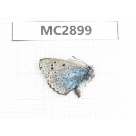 Maculinea arion. China, Qinghai, Haidong, Hualong county. 1M. MC2899.