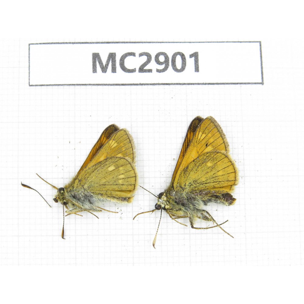 Ochlodes sp. China,  Qinghai, Haidong, Hualong county. 2M. MC2901.