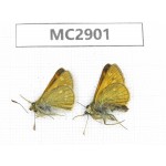 Ochlodes sp. China,  Qinghai, Haidong, Hualong county. 2M. MC2901.