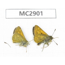 Ochlodes sp. China,  Qinghai, Haidong, Hualong county. 2M. MC2901.