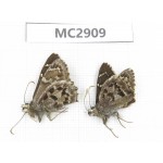 Lobocla nepos. China,  Yunnan, Xiangerila, Mt.Meilixueshan. 2M. MC2909.