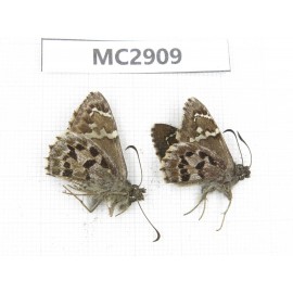 Lobocla nepos. China,  Yunnan, Xiangerila, Mt.Meilixueshan. 2M. MC2909.