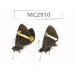 Barca bicolor. China,  Yunnan, Xiangerila, Mt.Meilixueshan. 2M. MC2910.