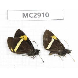 Barca bicolor. China,  Yunnan, Xiangerila, Mt.Meilixueshan. 2M. MC2910.