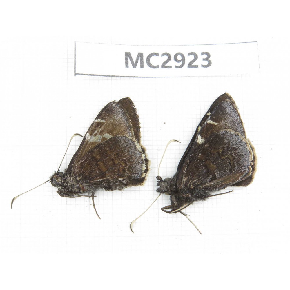 Lobocla simplex. China,  Sichuan, Batang county (Tibet border). 2M. MC2923.
