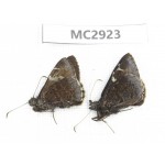 Lobocla simplex. China,  Sichuan, Batang county (Tibet border). 2M. MC2923.