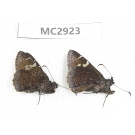 Lobocla simplex. China,  Sichuan, Batang county (Tibet border). 2M. MC2923.