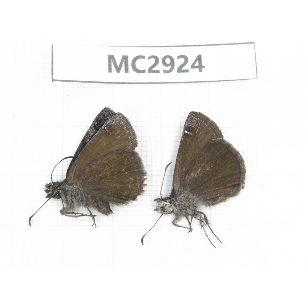 Erynnis pelias. China,  Sichuan, Batang county (Tibet border). 2M. MC2924.