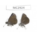 Erynnis pelias. China,  Sichuan, Batang county (Tibet border). 2M. MC2924.