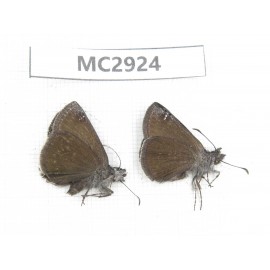 Erynnis pelias. China,  Sichuan, Batang county (Tibet border). 2M. MC2924.