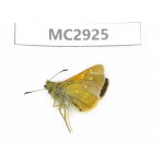 Thoressa sp. China,  Sichuan, Batang county (Tibet border). 1M. MC2925.