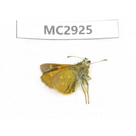 Thoressa sp. China,  Sichuan, Batang county (Tibet border). 1M. MC2925.