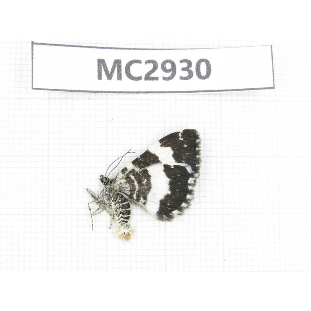 Day flying moths sp. China, W of Sichuan, Batang (Tibet border). 1Pcs. MC2930.