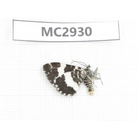 Day flying moths sp. China, W of Sichuan, Batang (Tibet border). 1Pcs. MC2930.