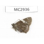 Lobocla bifasciata. China,  Shaanxi, Xi'an, Mt.Cuihuashan. 1M. MC2936.