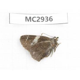 Lobocla bifasciata. China,  Shaanxi, Xi'an, Mt.Cuihuashan. 1M. MC2936.