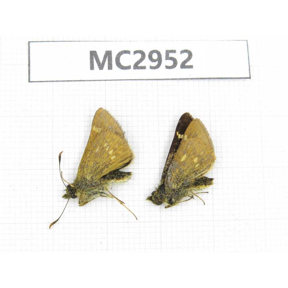 Thoressa sp. China,  Yunnan, Xiangerila, Mt.Baimaxueshan. 2M. MC2952.