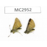 Thoressa sp. China,  Yunnan, Xiangerila, Mt.Baimaxueshan. 2M. MC2952.