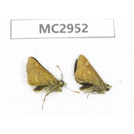 Thoressa sp. China,  Yunnan, Xiangerila, Mt.Baimaxueshan. 2M. MC2952.