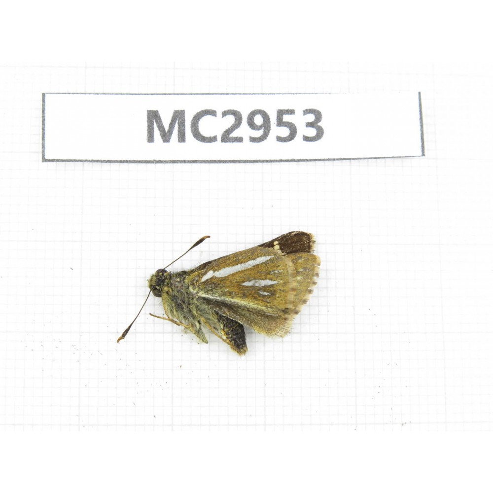 Thoressa bivitta. China,  Yunnan, Xiangerila, Mt.Baimaxueshan. 1M. MC2953.