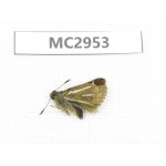 Thoressa bivitta. China,  Yunnan, Xiangerila, Mt.Baimaxueshan. 1M. MC2953.
