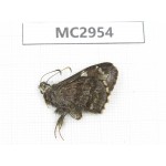 Lobocla bifasciata. China,  Yunnan, Xiangerila, Mt.Baimaxueshan. 1M. MC2954.