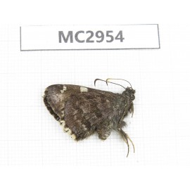 Lobocla bifasciata. China,  Yunnan, Xiangerila, Mt.Baimaxueshan. 1M. MC2954.