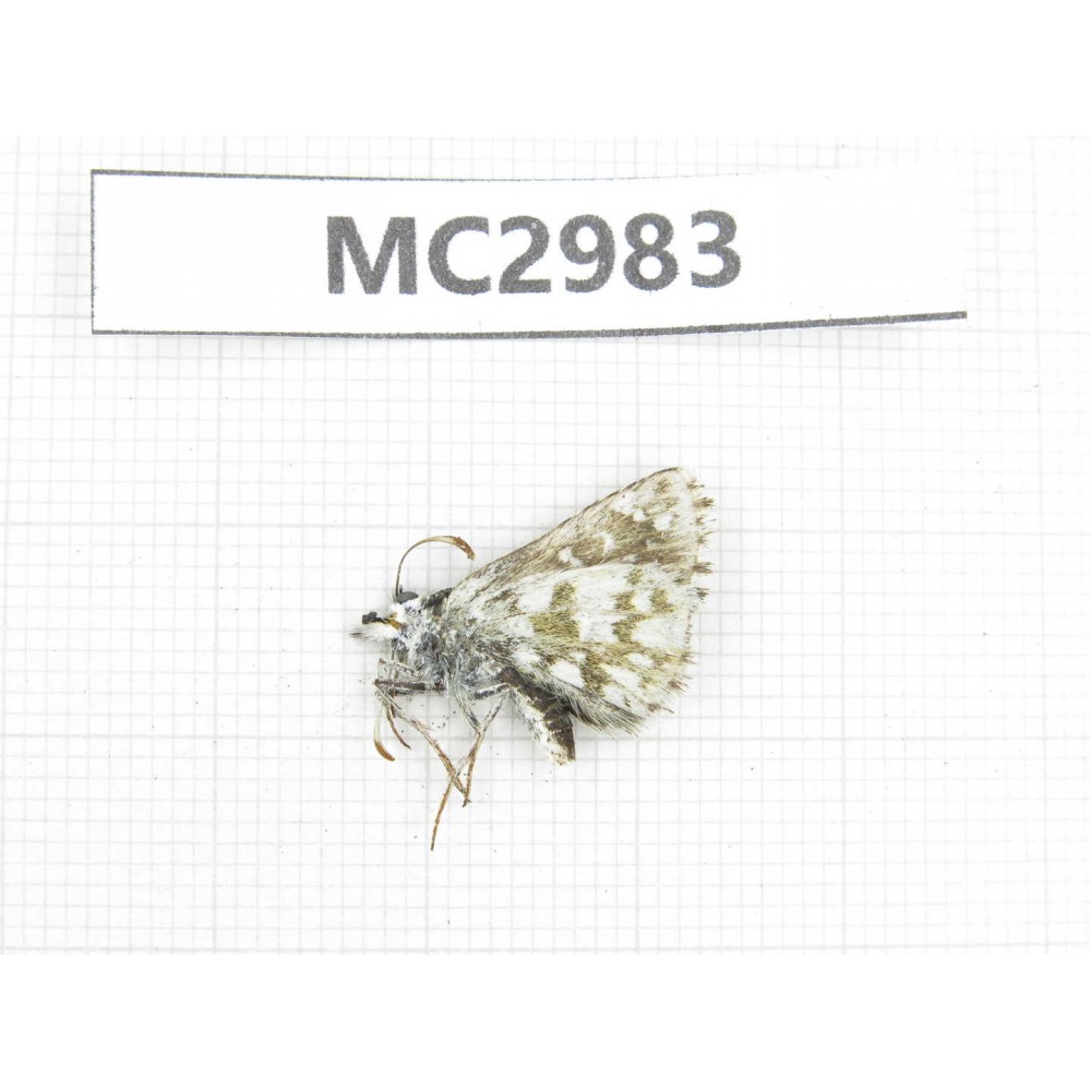 Pyrgus alveus. China,  W Sichuan, Ganzi area, Luhuo county. 1M. MC2983.