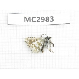 Pyrgus alveus. China,  W Sichuan, Ganzi area, Luhuo county. 1M. MC2983.