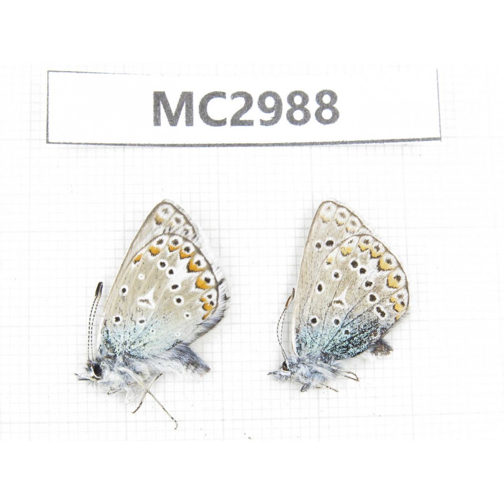 Polyommatus sinina. China, W Sichuan, Ganzi area, Luhuo county. 2M. MC2988.