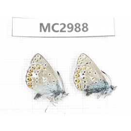 Polyommatus sinina. China, W Sichuan, Ganzi area, Luhuo county. 2M. MC2988.