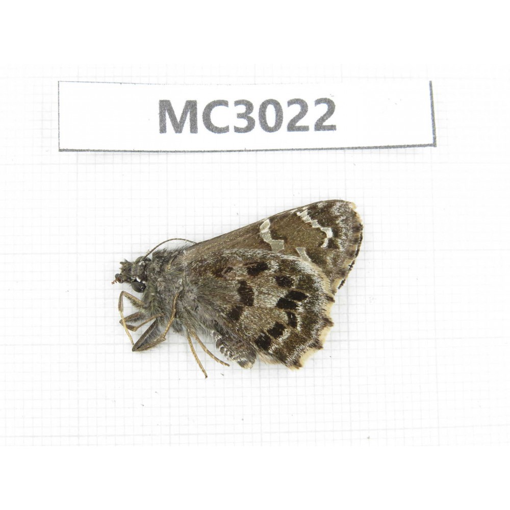 Lobocla germana. China,  Sichuan, Ganzi area, Derong county. 1F. MC3022.