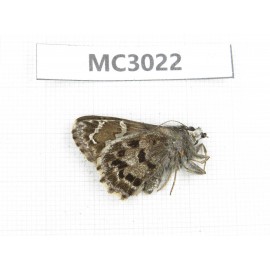 Lobocla germana. China,  Sichuan, Ganzi area, Derong county. 1F. MC3022.