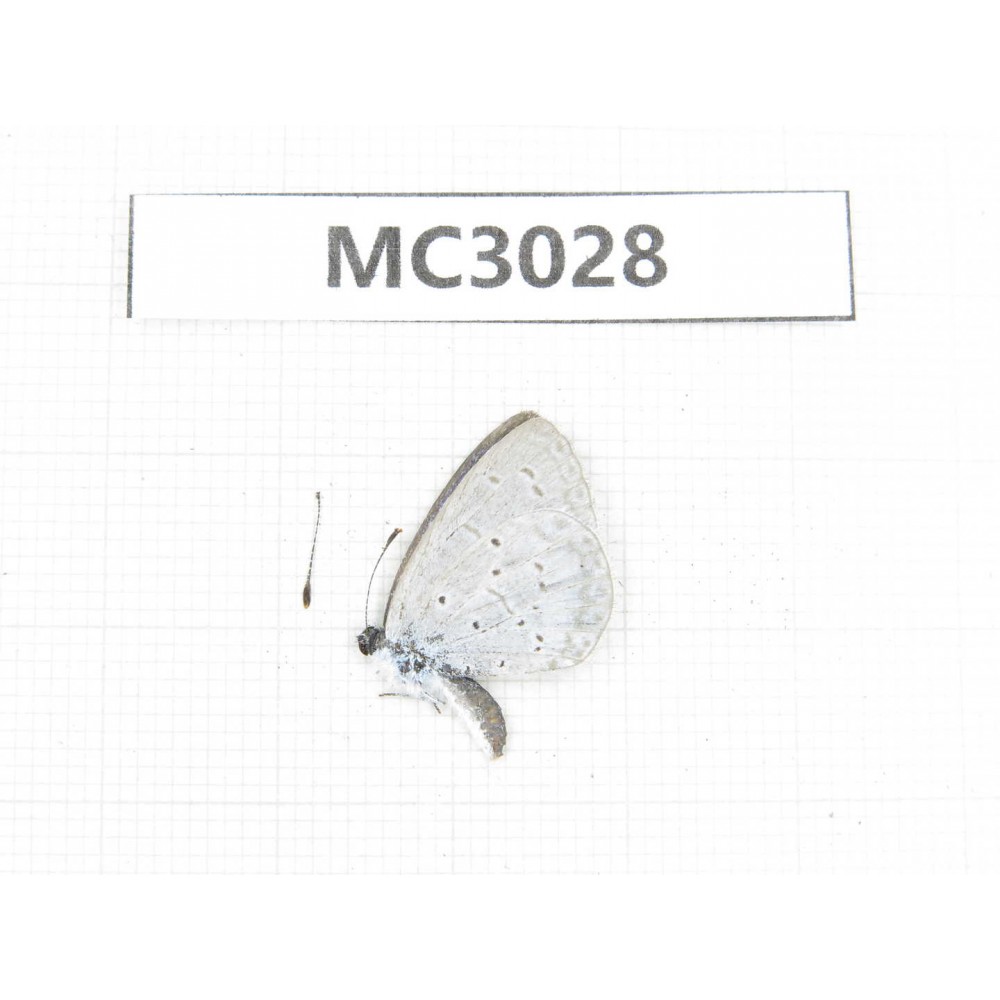Celastrina sp. China, W Sichuan, Ganzi area, Derong county. 1M. MC3028.