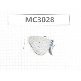 Celastrina sp. China, W Sichuan, Ganzi area, Derong county. 1M. MC3028.