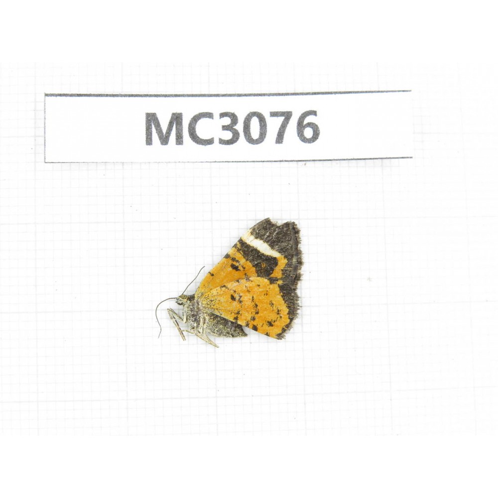 Day flying moths sp. China, W Sichuan, Ganzi area, Kangding. 1Pcs. MC3076.